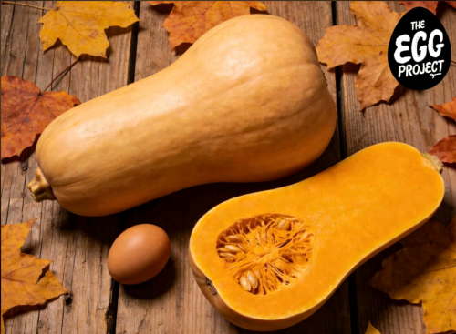 Huge Hawkes Bay Butternut Squash